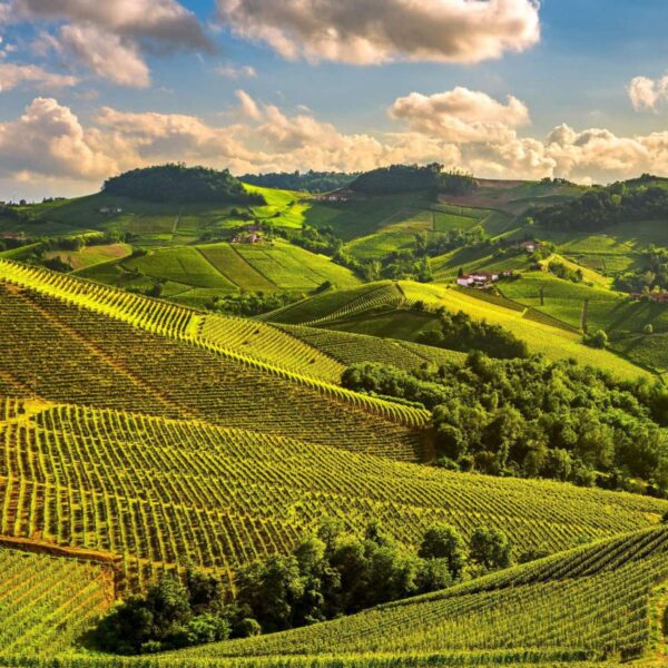 Barolo and Barbaresco wine tour