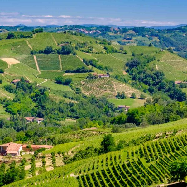 barolo wine tasting experience